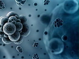 精油单体Carvacrol抗菌机理研究进展综述