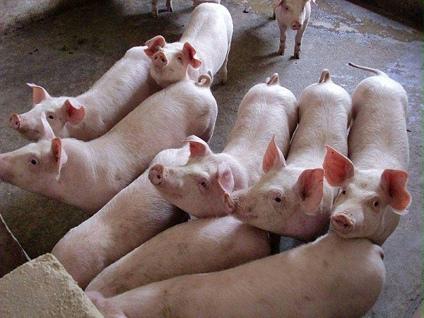 饲用精油在养猪过程中的功效有哪些2
