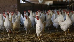 植物精油助力山东肉种鸡企业实现饲料全程无抗
