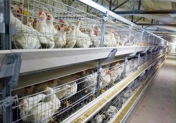 植物精油助力山东肉种鸡企业实现饲料全程无抗