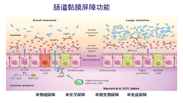 植物精油无抗养殖与动物肠道健康研究进展4