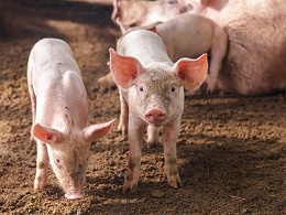 【替抗】新型饲料添加剂—植物精油在养猪生产中的应用