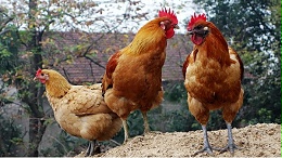 含植物精油饲料产品为什么让畜禽生产性能更佳？