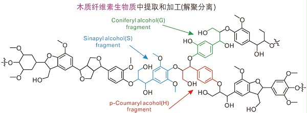 木质纤维素生物质中提取和加工（解聚分离）