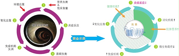 植物精油-黄金水果功效图