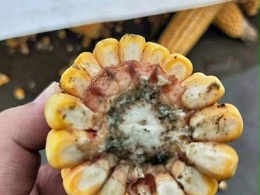 植物精油对饲料中霉菌抗菌效果的研究进展