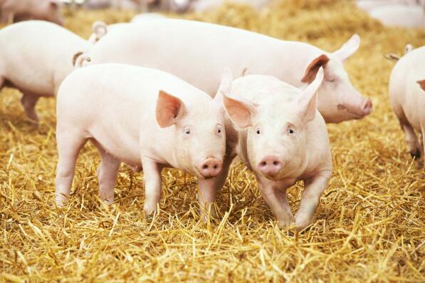 【替抗方案】植物精油作为饲料添加剂喂养猪和家禽取代抗生素生长促进剂