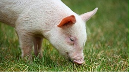 【营养替抗】四大对策改善猪饲料适口性