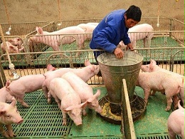 水解单宁酸替代部分氧化锌在断奶仔猪中预防腹泻的应用及对生长性能的影响