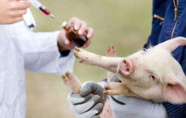美国宣称研发出非洲猪瘟疫苗，保护率100% 111