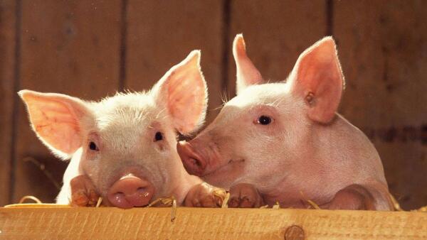 饲用精油在养猪过程中的功效有哪些？