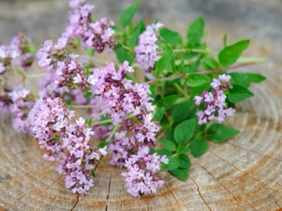 天然植物提取物替代饲用抗生素的应用研究进展