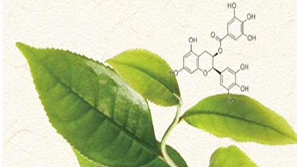浅谈植物多酚类物质的提取方法