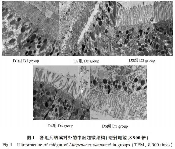 饲料中添加植物精油对凡纳滨对虾生长性能及肠道健康的改善作用7