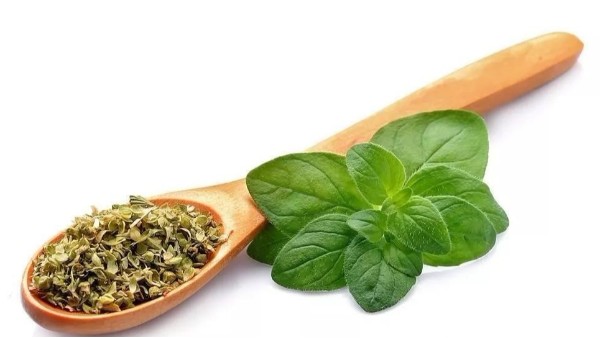 牛至：一款堪称“天然抗生素”的精油！