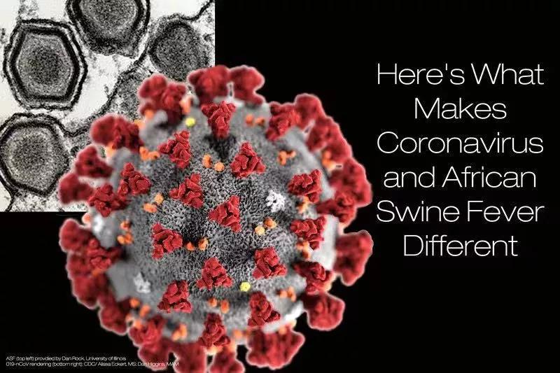 新型冠状病毒（2019-nCoV）和非洲猪瘟病毒的比较11
