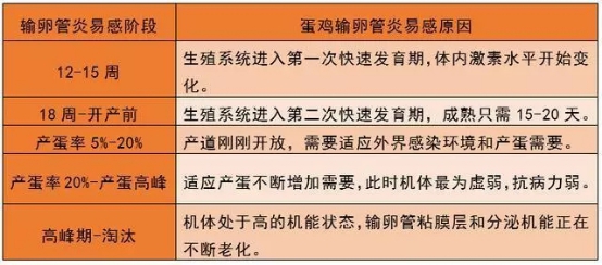 蛋鸡输卵管炎原因