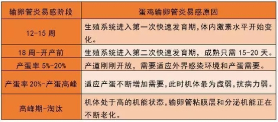 十天少赚七万？这个蛋鸡高产杀手不容忽视！2