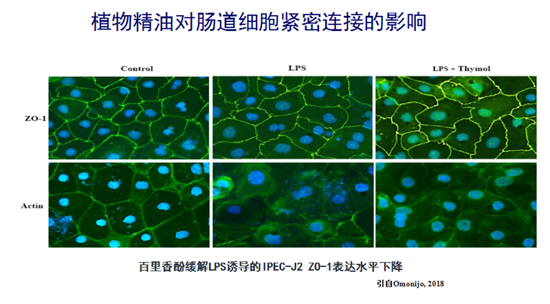 植物精油无抗养殖与动物肠道健康研究进展7