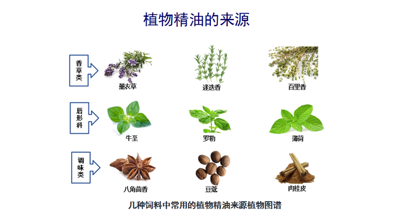 植物精油无抗养殖与动物肠道健康研究进展3