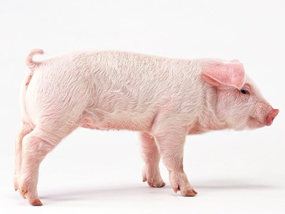 坚木单宁对育肥猪生长性能和猪肉货架期的影响