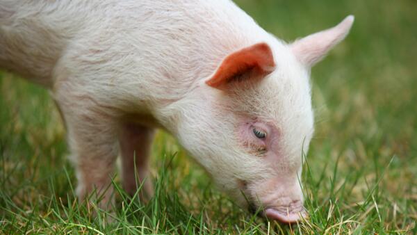 水解单宁酸对猪生长性能的影响