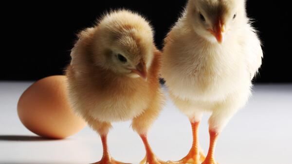 水解单宁酸对鸡生长性能的影响