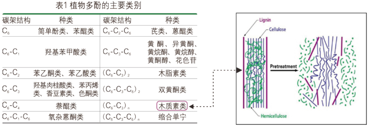 植物多酚的主要类别