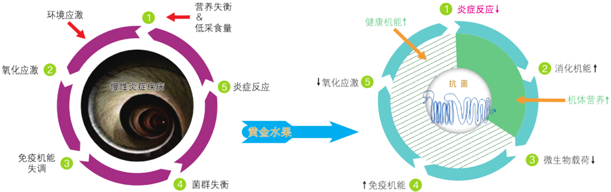 植物精油-黄金水果功效图