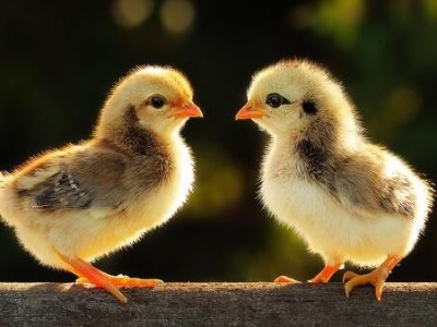 解析单宁酸对家禽健康的影响