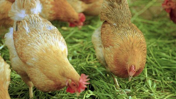植物精油6大功效及对肉鸡蛋鸡生产的影响