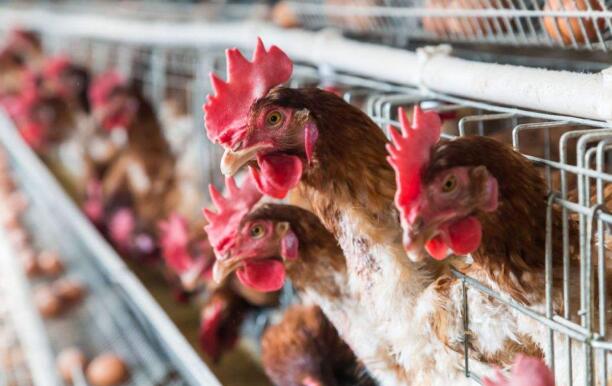 霉菌毒素—鸡病的根源，很多鸡病均因它而起2