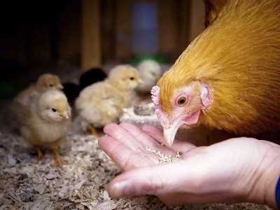 水解单宁酸的作用机制及其在畜禽生产中的应用进展
