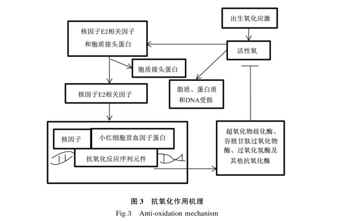 水解单宁酸的作用机制及其在畜禽生产中的应用进展3