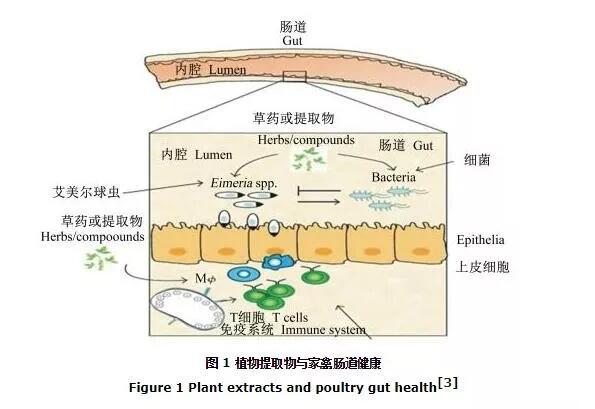 植物提取物对家禽肠道健康的调控及其作用机制