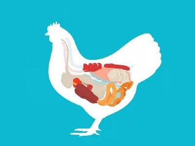 非营养性因素对肉鸡肠道健康的影响