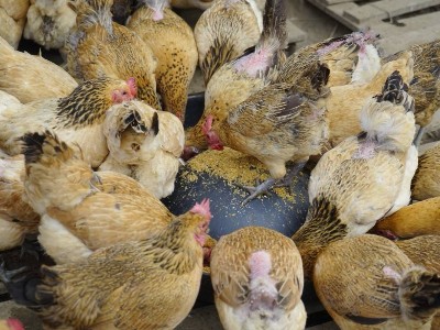 霉菌毒素吸附剂在动物饲料中应用的研究进展
