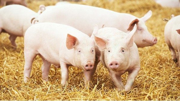 【替抗方案】植物精油作为饲料添加剂喂养猪和家禽取代抗生素生长剂