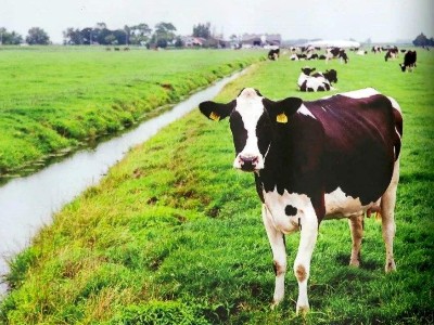 全混合日粮中添加牛至精油对泌乳期奶牛生产性能和蹄病发生率的影响