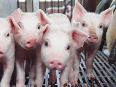 水解单宁酸在保育猪上的应用