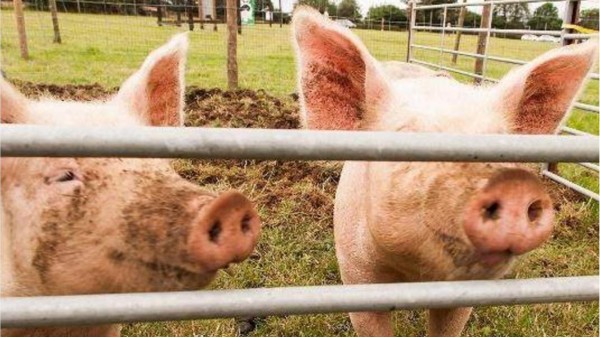 饲料禁抗后的猪料配方技术与养殖管理技术要点