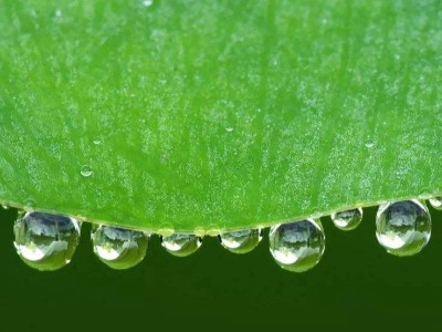 有机酸和植物精油对断奶仔猪生长性能和肠道健康的影响