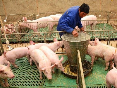 水解单宁酸替代部分氧化锌在断奶仔猪中预防腹泻的应用及对生长性能的影响