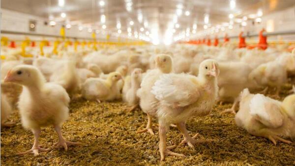 饲用精油在养鸡过程中的优势有哪些？