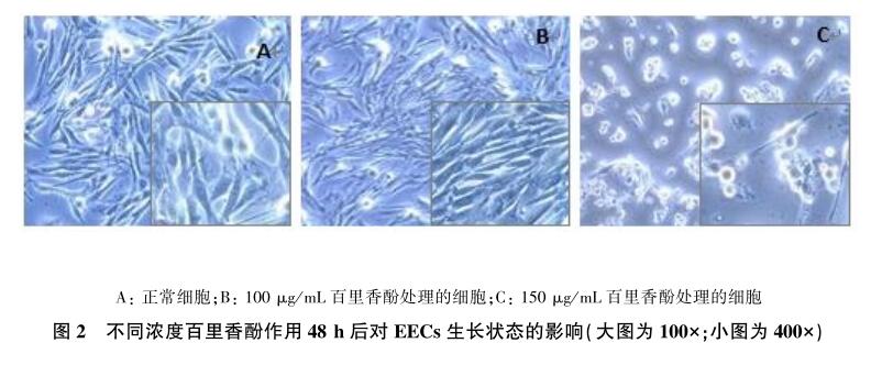 百里香酚对山羊子宫内膜上皮细胞的体外毒活性研究2
