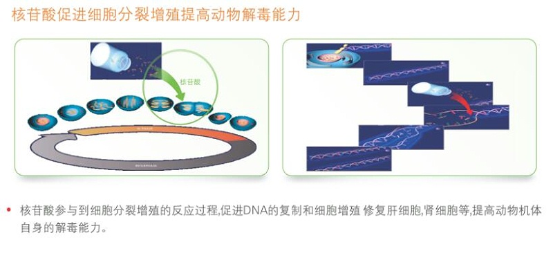 梵蓝国际合作商系列之欧洲霉菌毒素吸附剂专家-瑞士优博特8