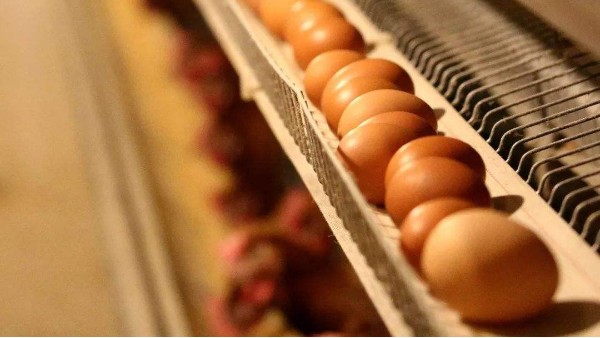 蛋鸡养殖常用饲料添加剂有哪些？