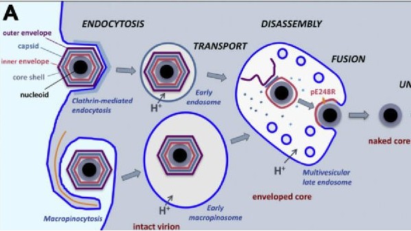 非洲猪瘟病毒进入细胞的方式对我们的启示