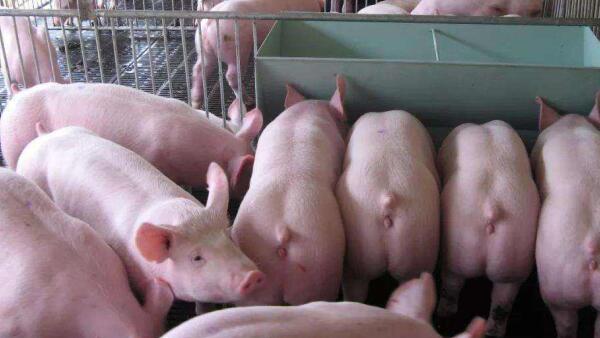 秋季，养猪场仔猪饲养需要注意哪些问题？