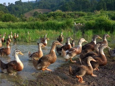 植物精油对山麻鸭产蛋性能、蛋品质和消化酶活性的影响